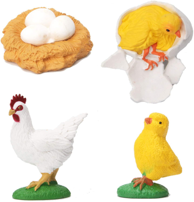 Set de figurine, ciclul vietii la gaina [4]