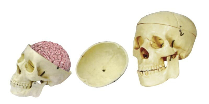 Craniu cu encefal [9]