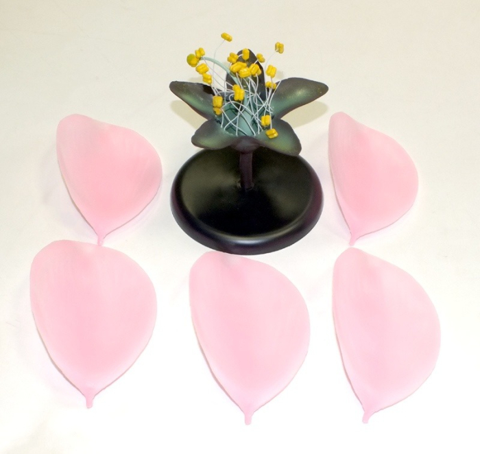 Floare de piersic [9]