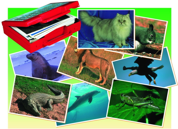 Fotografiile Animalelor [3]