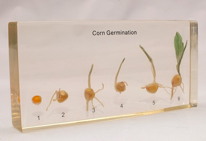 Germinatia Porumbului [3]