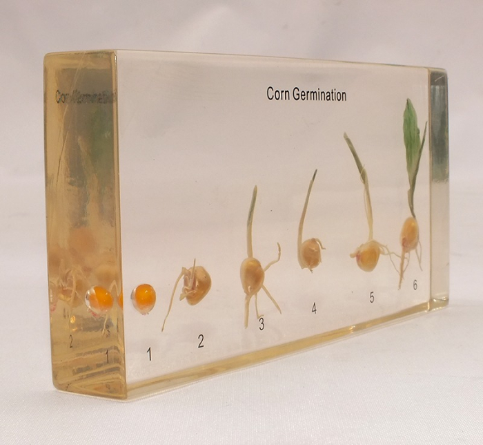 Germinatia Porumbului [2]