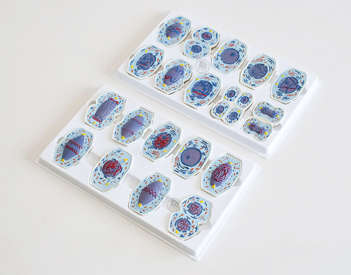 Meioza si Mitoza [2]