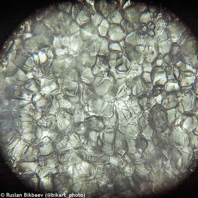 Microscop Rainbow 50L PLUS Orange [24]