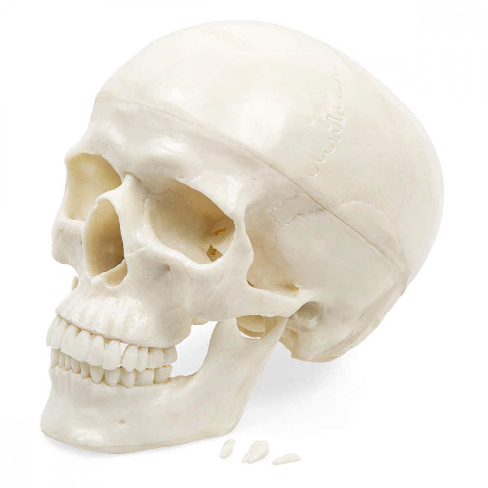 Model anatomic craniu uman [1]
