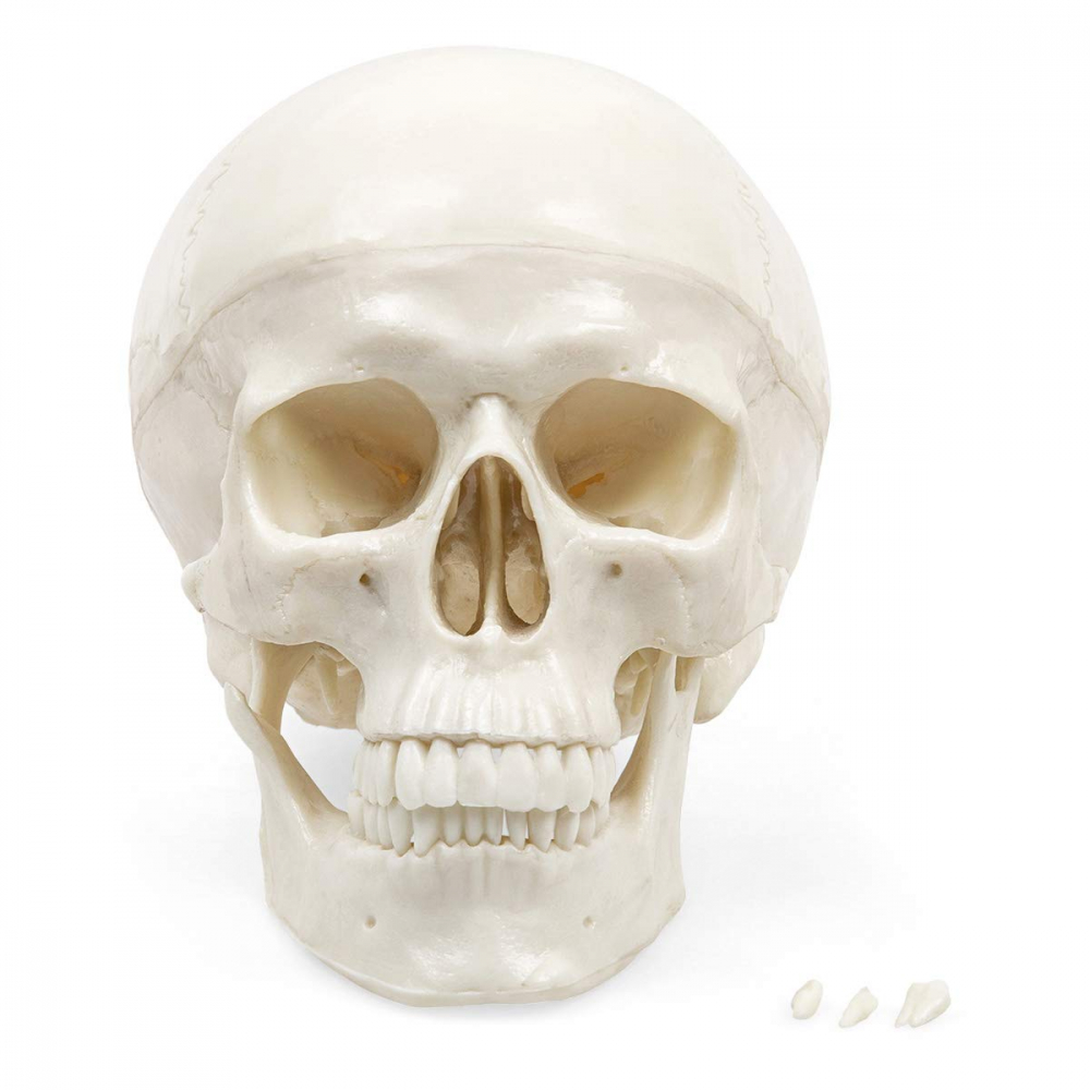 Model anatomic craniu uman [2]