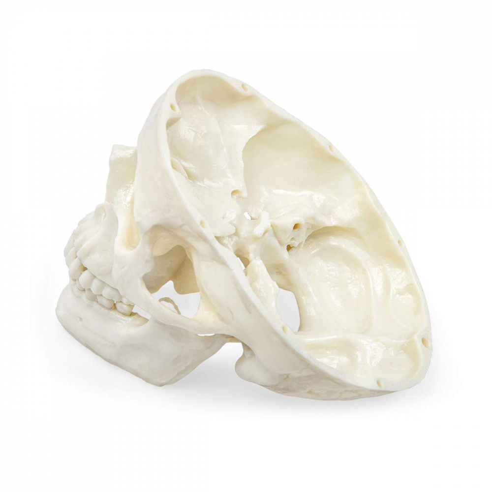Model anatomic craniu uman [5]