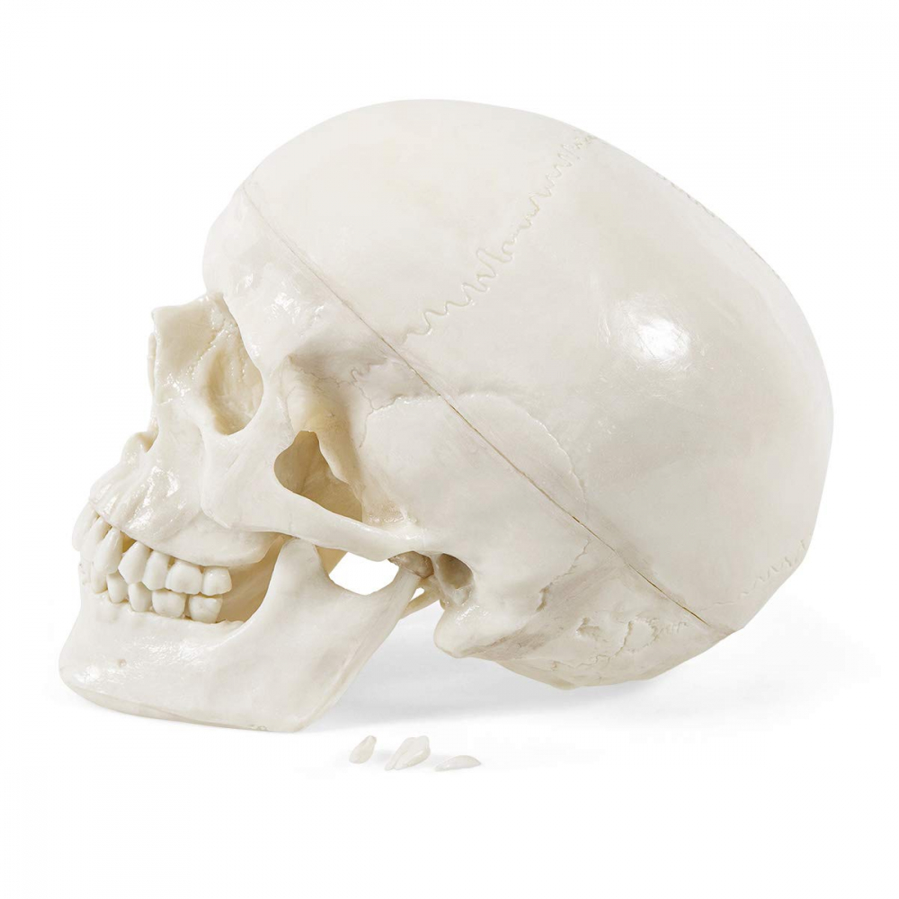 Model anatomic craniu uman [3]