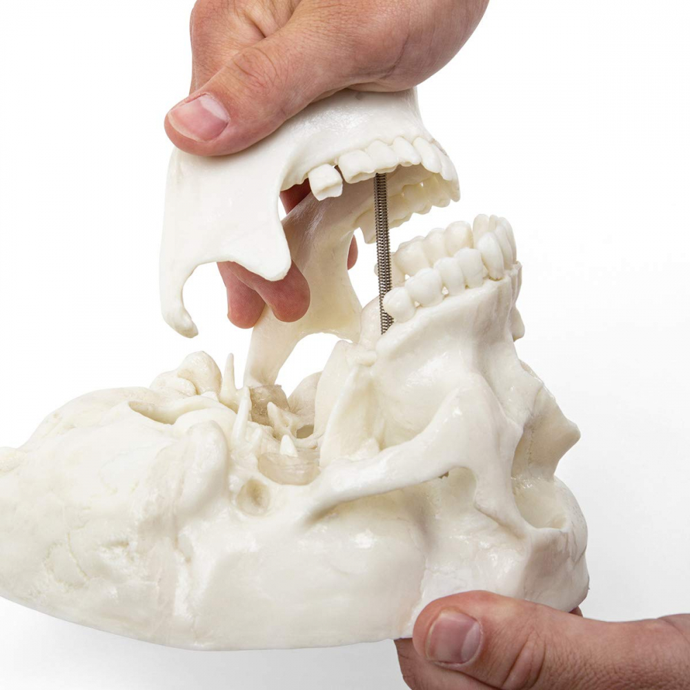 Model anatomic craniu uman [8]