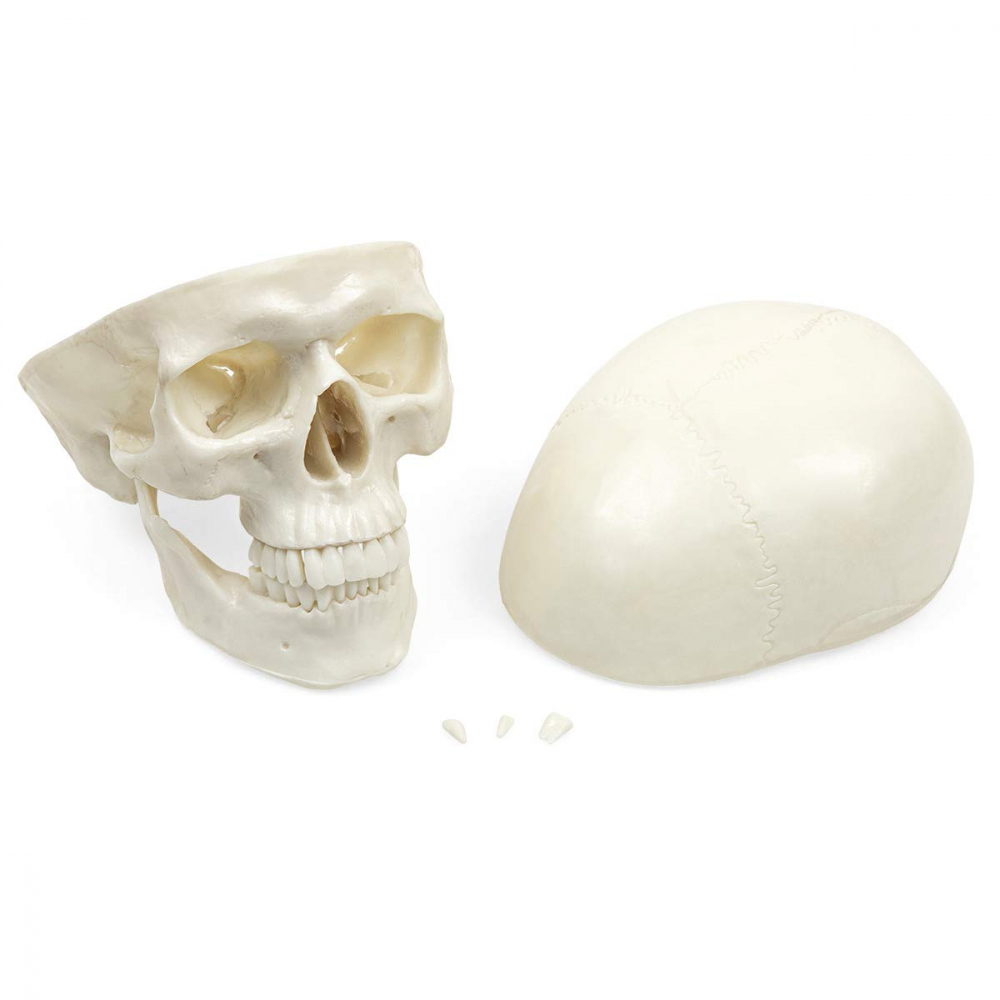 Model anatomic craniu uman [4]