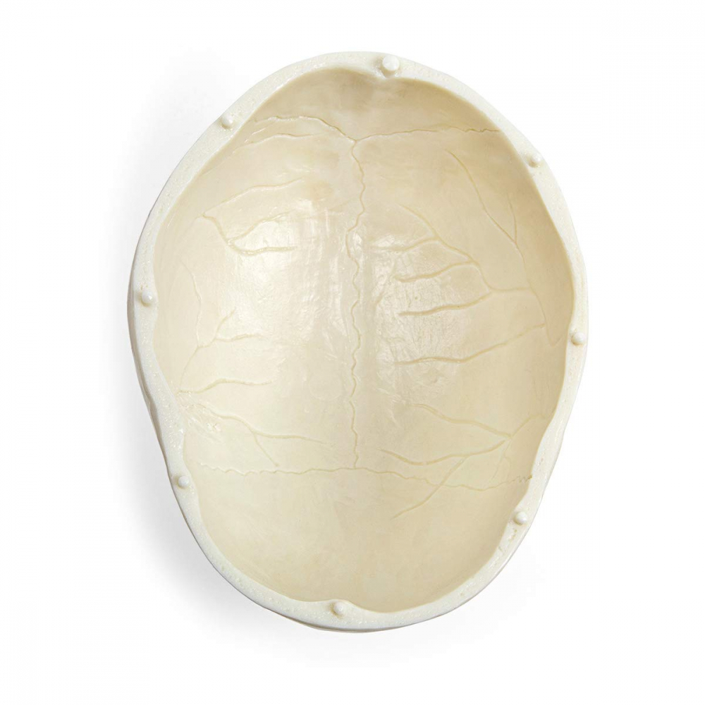 Model anatomic craniu uman [7]