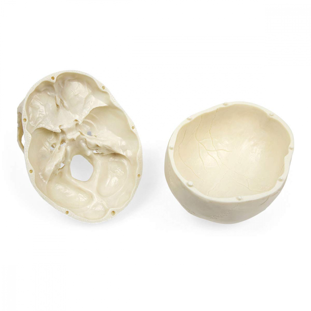 Model anatomic craniu uman [6]