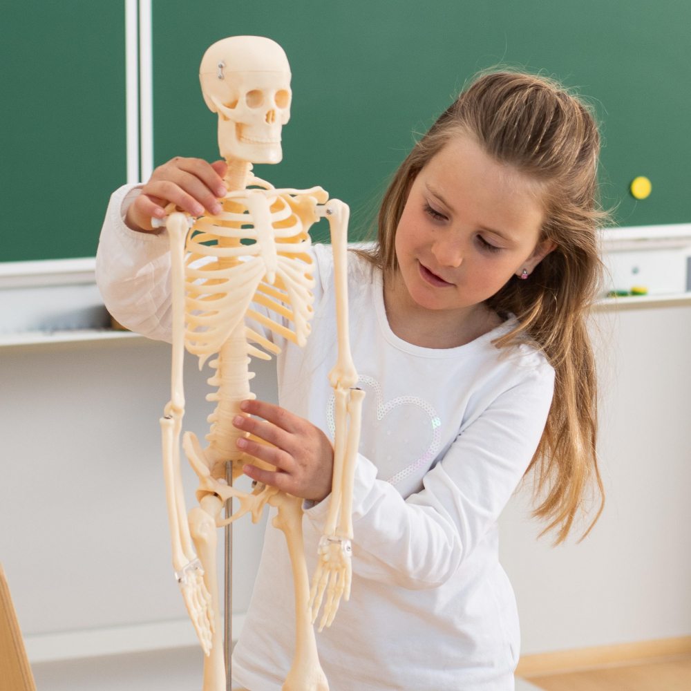 Model schelet uman, Betzold, inaltime 80 cm [4]