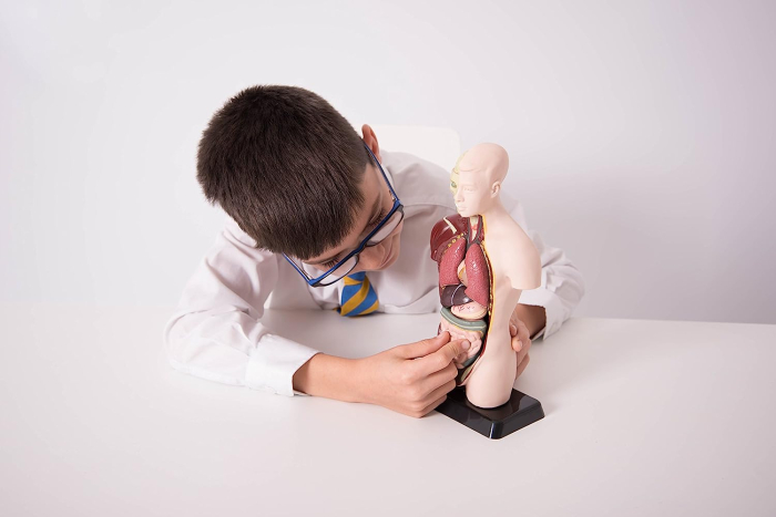 Model tors uman Mini demontabil [6]