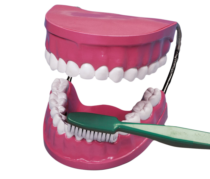 Model de ingrijire dentara gigant multicolor Edutoys [4]