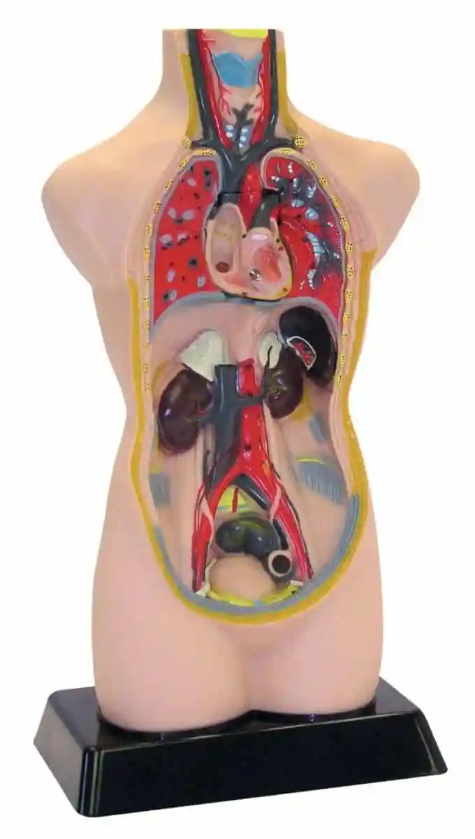 Mulaj tors uman, Edu-Toys, 50 cm [3]