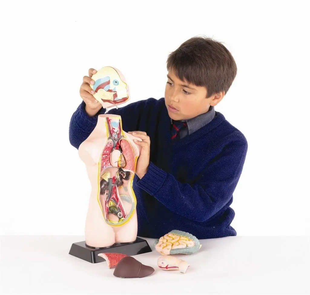 Mulaj tors uman, Edu-Toys, 50 cm [2]