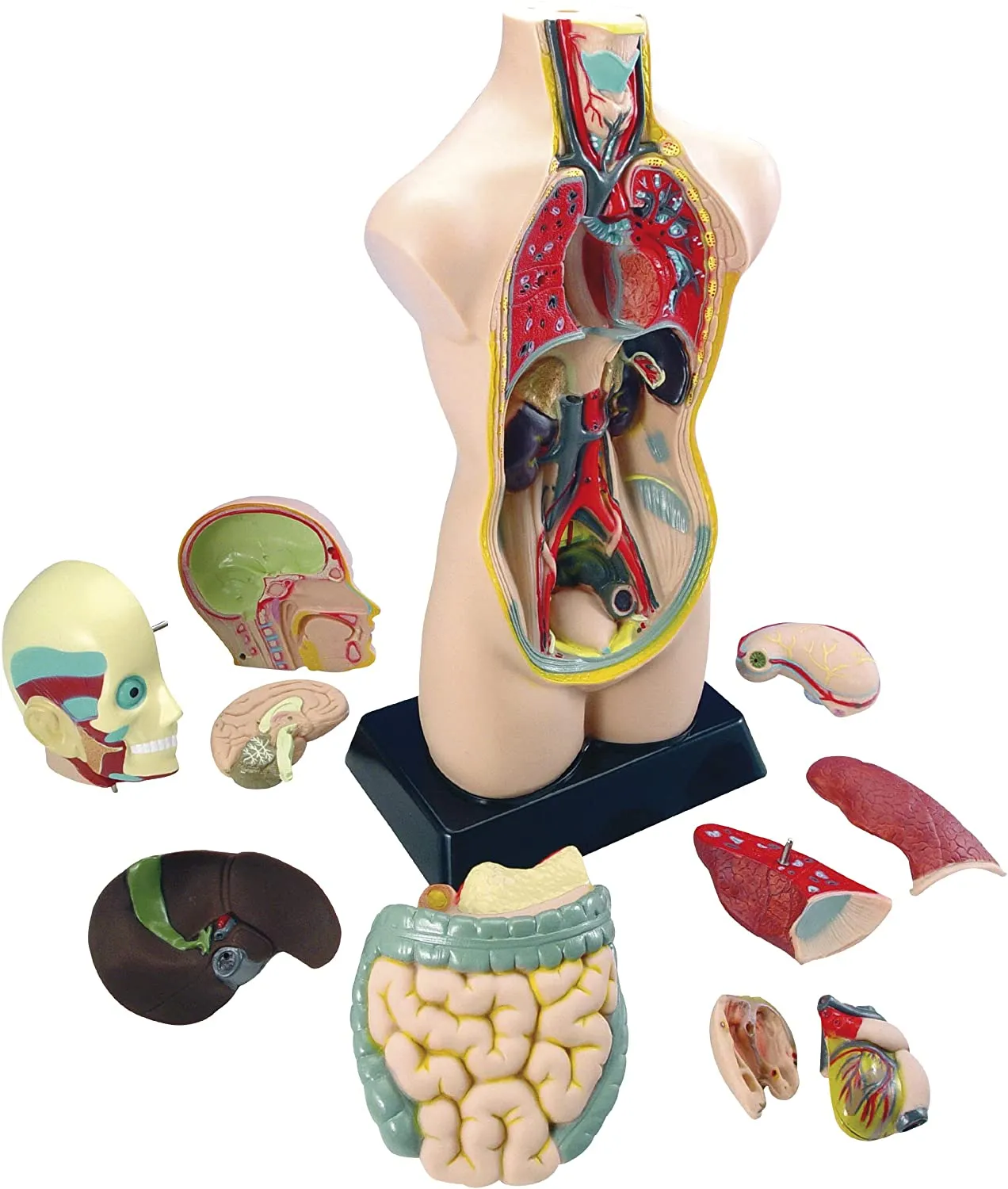 Mulaj tors uman, Edu-Toys, 50 cm [4]