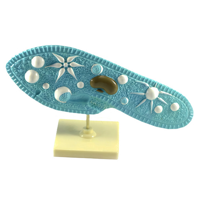 Parameciul model [1]