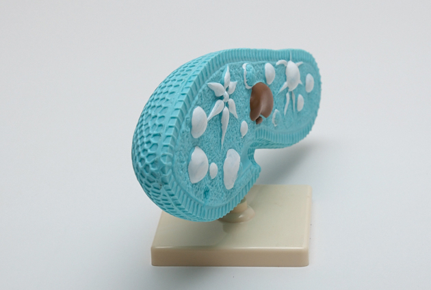 Parameciul model [2]