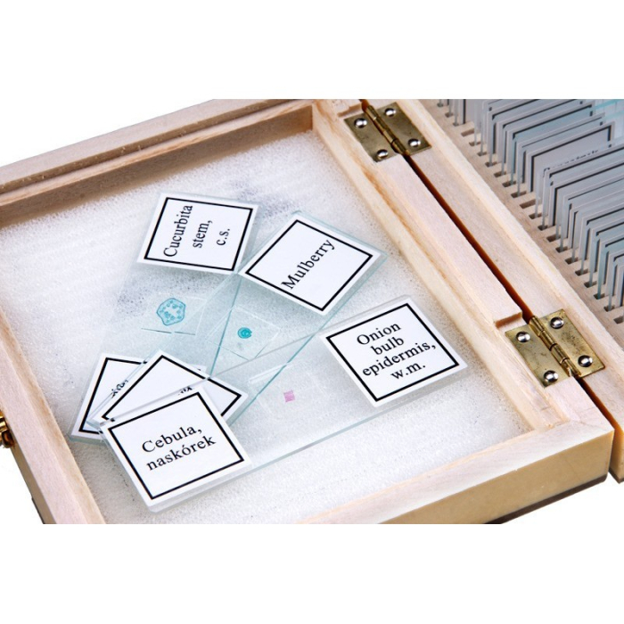 Preparate microscop botanica [3]