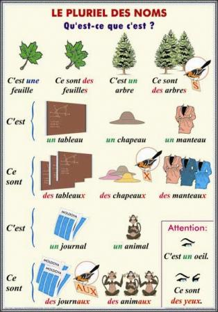 Pronoms relatifs. Formes et functions des pronoms relatifs/Le pluriel des noms.Cycle primaire [2]