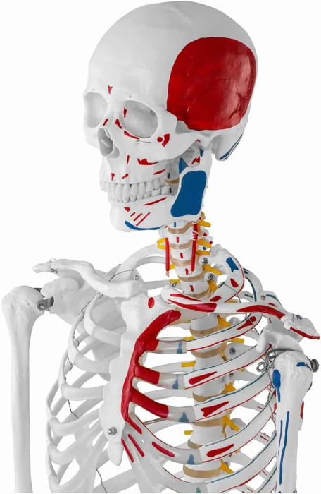Schelet adult cu muschi si ligamente [2]
