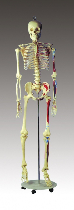Schelet adult cu muschi si ligamente [6]