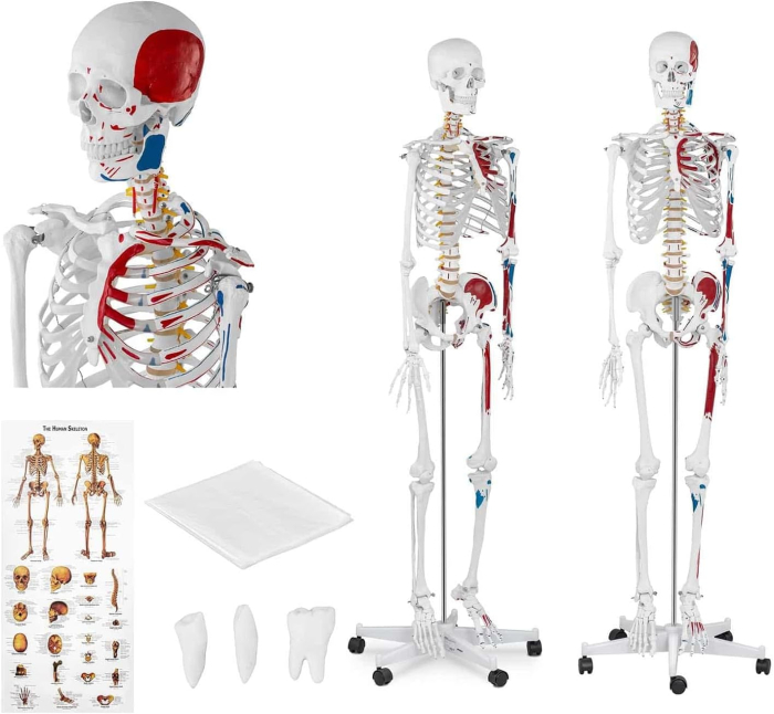 Schelet adult cu muschi si ligamente [8]