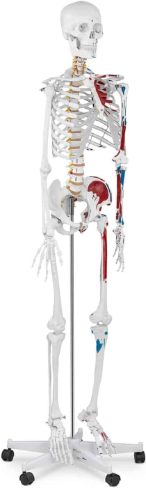 Schelet adult cu muschi si ligamente [3]