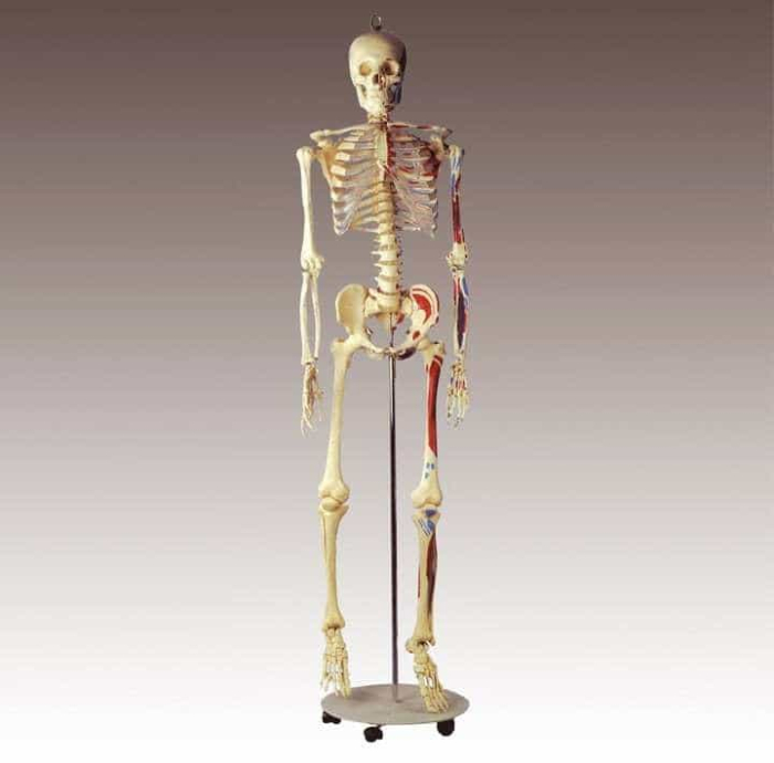 Schelet adult cu muschi si ligamente [7]