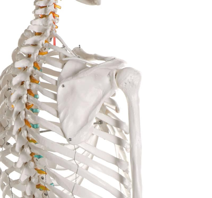 Schelet didactic - marime naturala [5]