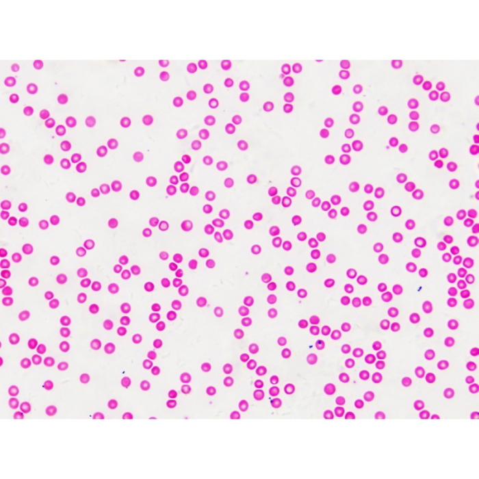 Set 30 preparate pentru microscop HISTOLOGIE [4]
