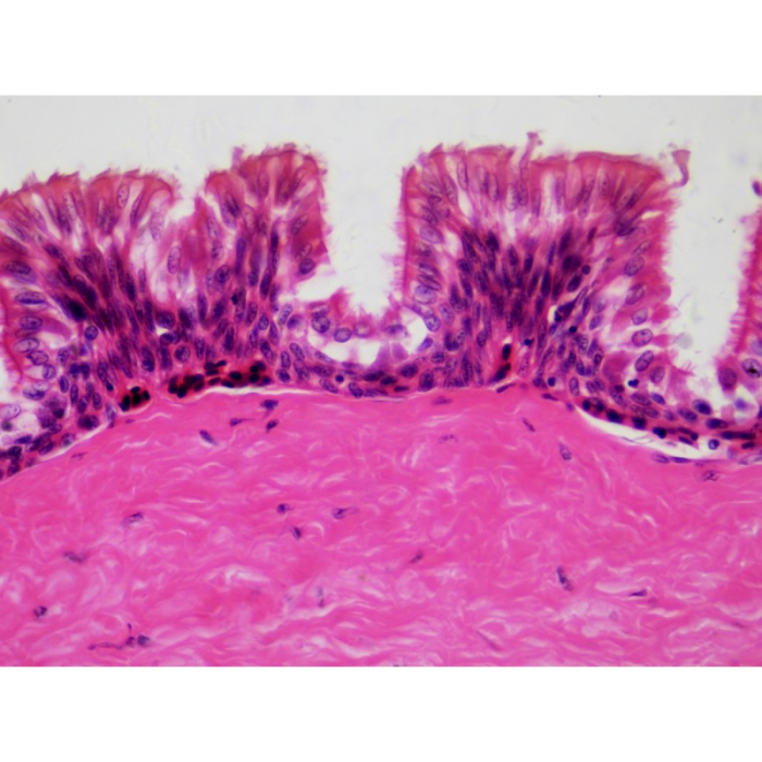 Set 30 preparate pentru microscop HISTOLOGIE [5]