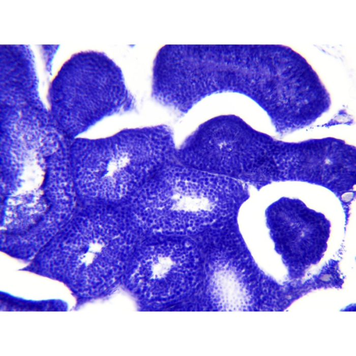 Set 30 preparate pentru microscop HISTOLOGIE [6]