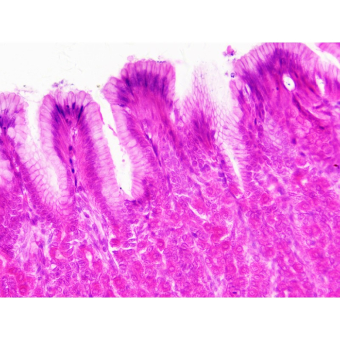 Set 30 preparate pentru microscop HISTOLOGIE [2]