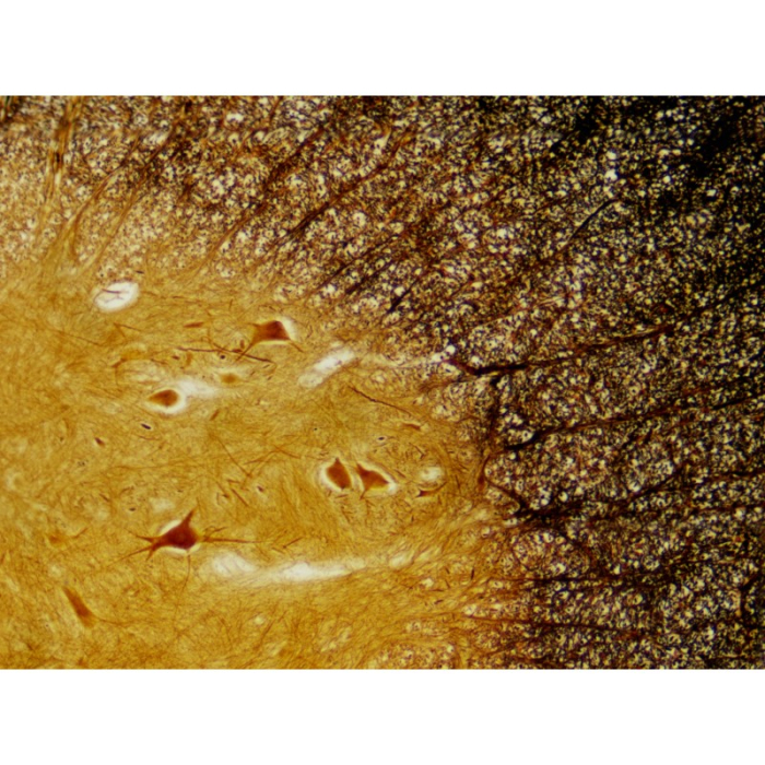 Set 30 preparate pentru microscop HISTOLOGIE [7]