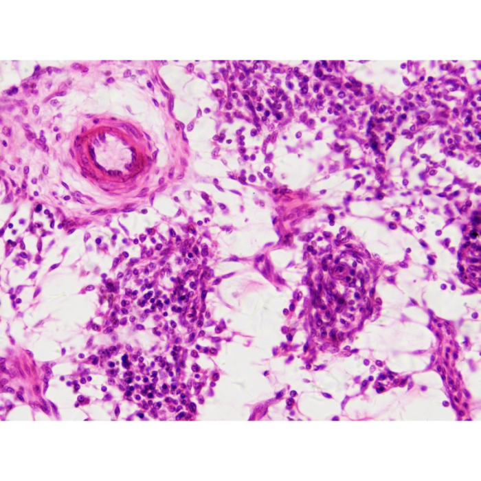Set 30 preparate pentru microscop HISTOLOGIE [3]