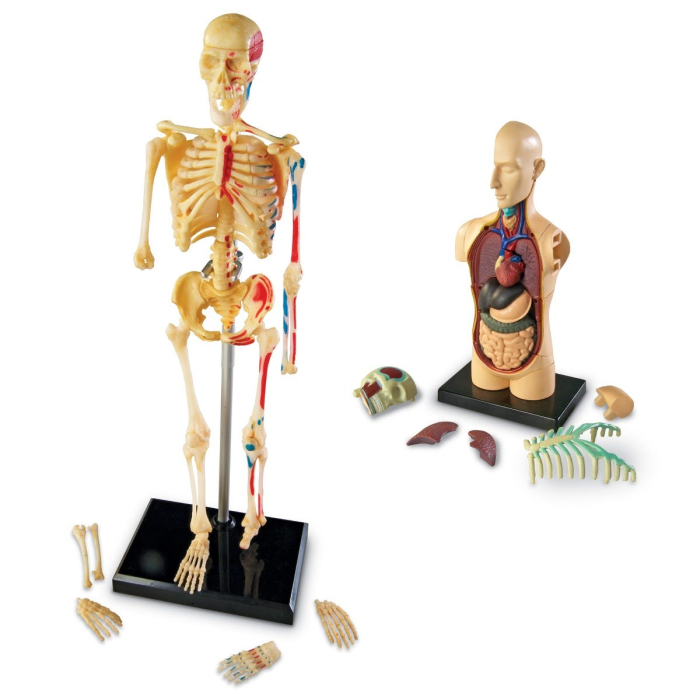 Set 4 modele anatomie [3]