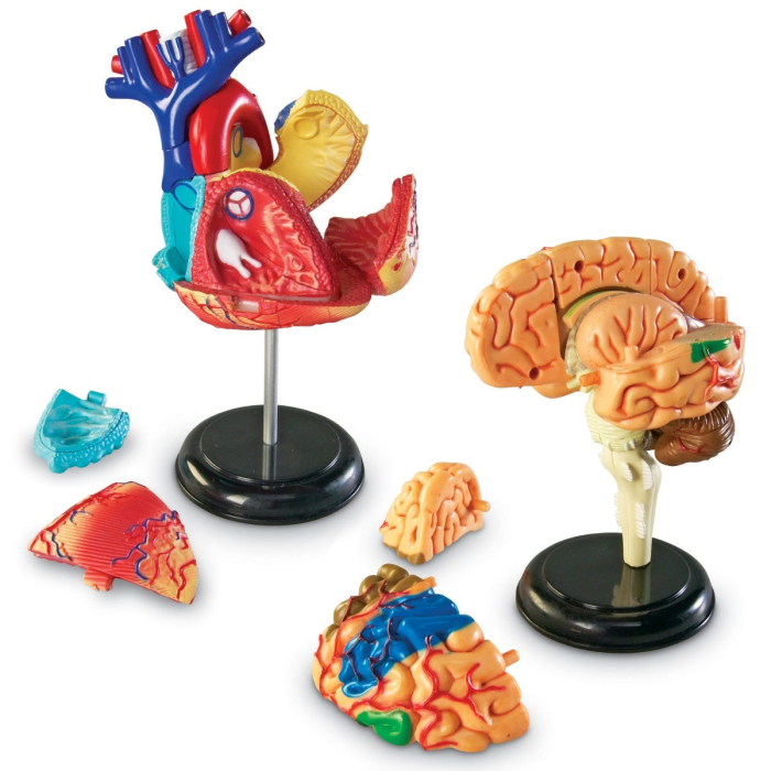 Set 4 modele anatomie [2]