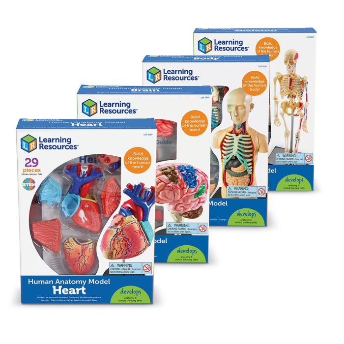 Set 4 modele anatomie [4]