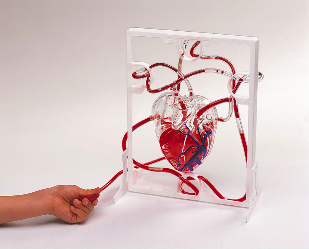 Set Inima si Sistemul Circulator [2]