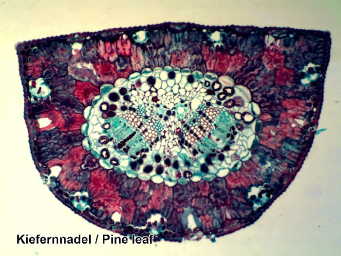 Set preparate microscopice [4]