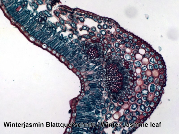 Set preparate microscopice [5]