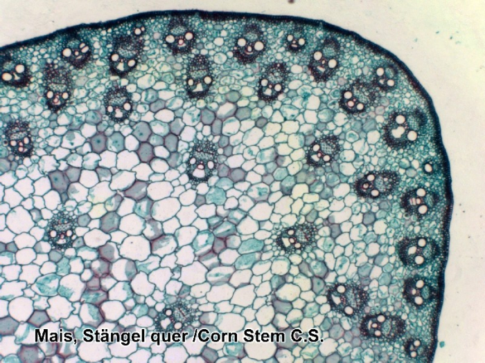 Set preparate microscopice [6]