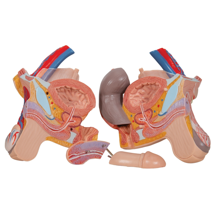 Tors uman Deluxe - 24 parti [8]