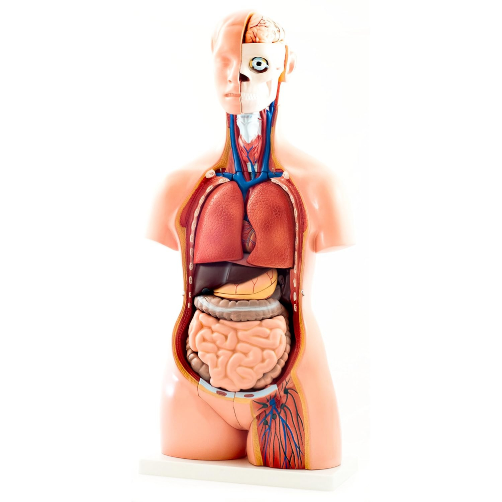 Trunchi uman pentru copii, Plastic, 12 ani+, 40 piese, Multicolor [3]