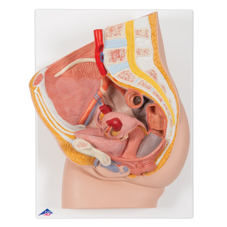 Modele Anatomie - Bazin feminin