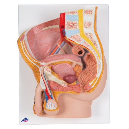 Modele Anatomie - Bazin masculin