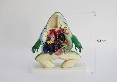 Broasca model anatomic sectiune [1]